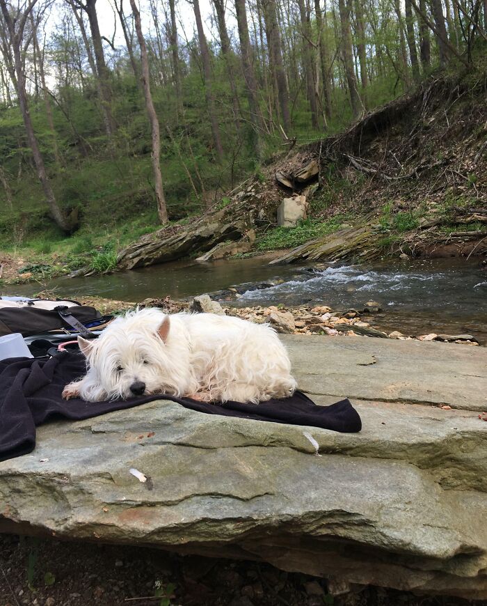 Well-Earned Nap On My Jacket. The Hike Was A Lot For My Old Girl