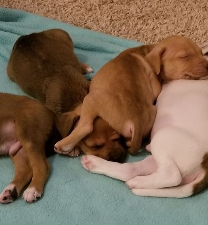 Nothing Like Sleeping On Your Brothers To Make A Pup Smile