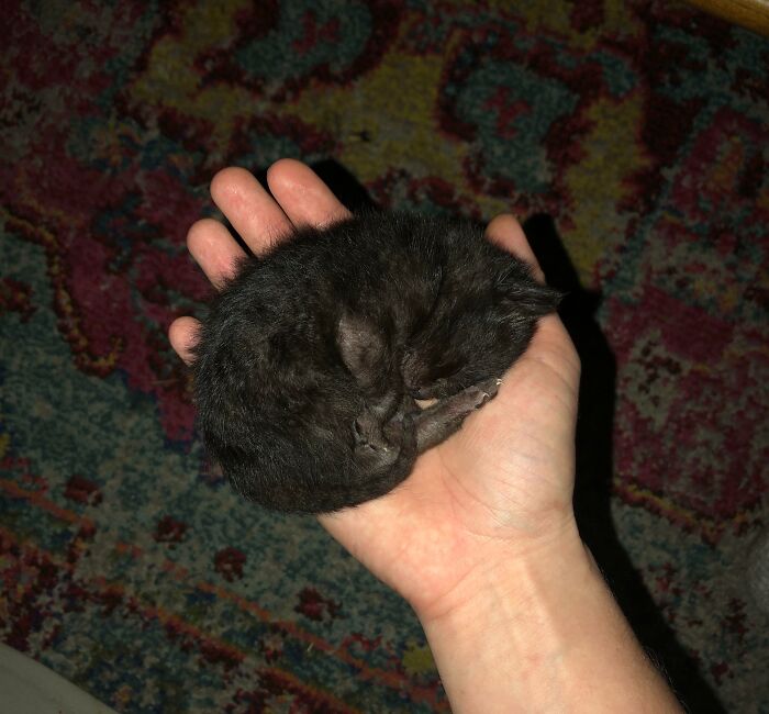 2 Week Old Foster Kitten, Bean! She Sleeps Anywhere