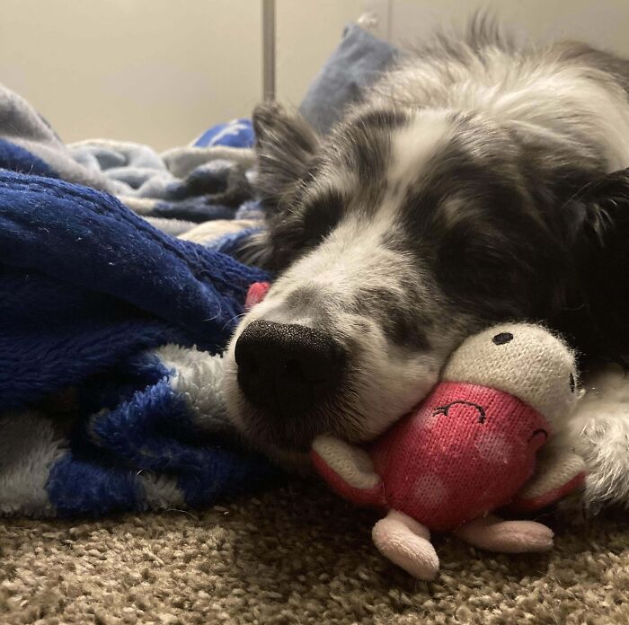At 14, She Doesn’t Play With Toys Much Anymore, But She Still Loves Cuddling With Them 
