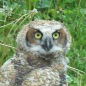 patrick_w_hillis avatar