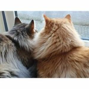 breiflabbus_vulgaris avatar