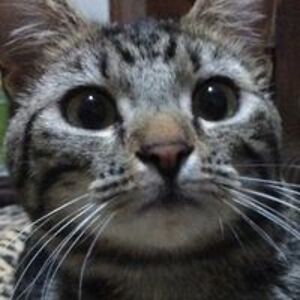 wendynonickers avatar