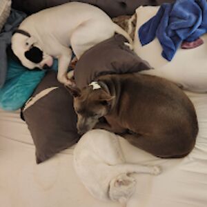 chandracoates avatar