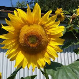 stevenbeauchamp avatar