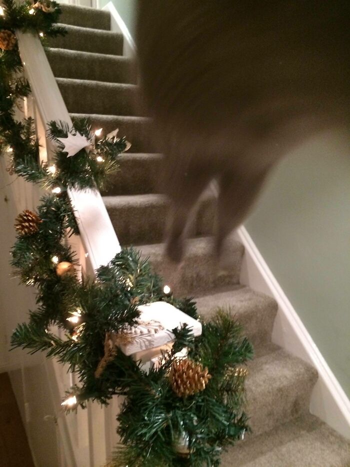 I Tried To Take A Nice Christmas Photo Of My Cat, But She Had Other Ideas