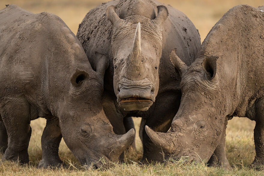 Wildlife: Winner – Three White Rhinoceros By Hector D. Astorga