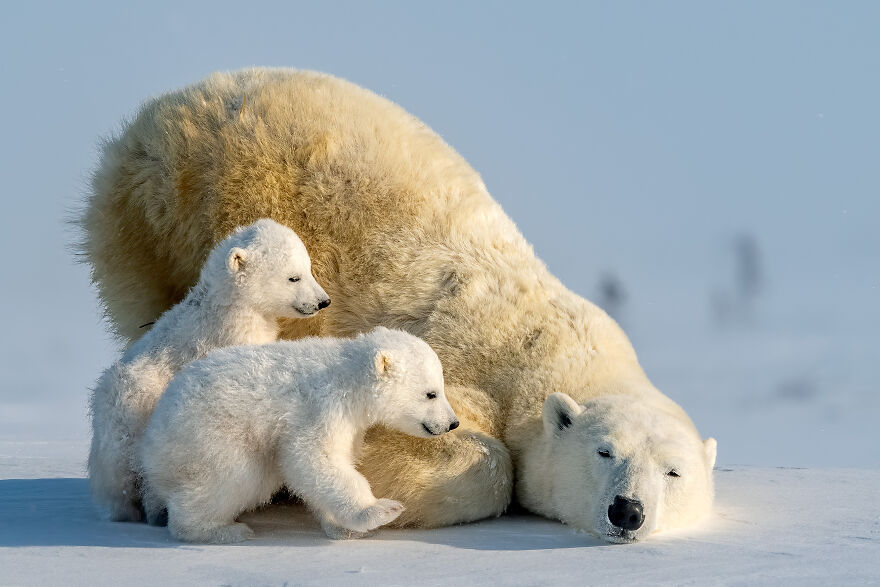 Polar Passion: Winner – Polar Bear And Cubs By Hung Tsui
