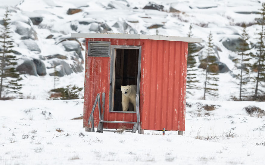 Youth Photographer Of The Year: Winner – Polar Bear By Meline Ellwanger