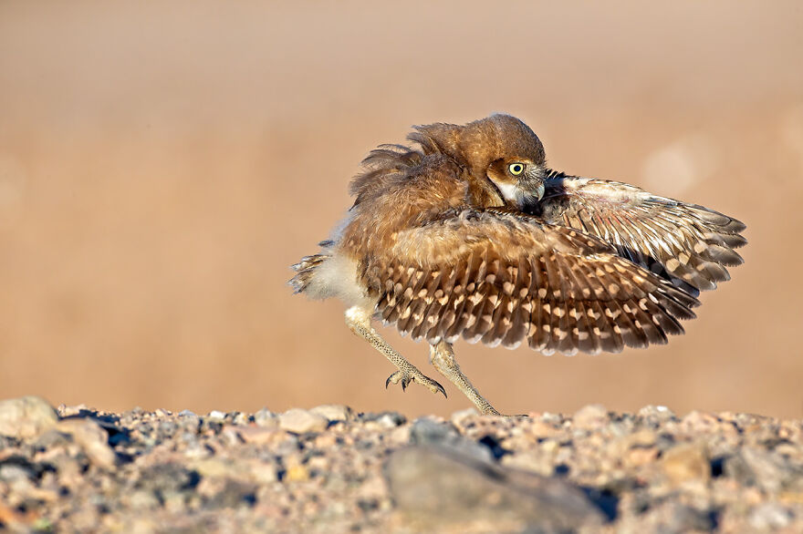 Animal Antics: Winner – Burrowing Owlet By Shane Keena