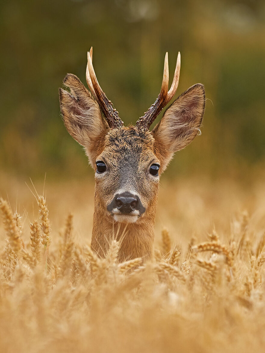 Wildlife: Highly Honored – Roe Deer By Andy Rouse
