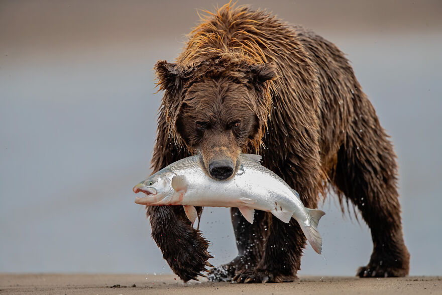 Wildlife: Highly Honored – Brown Bear And Salmon By Daniel D’Auria, Md