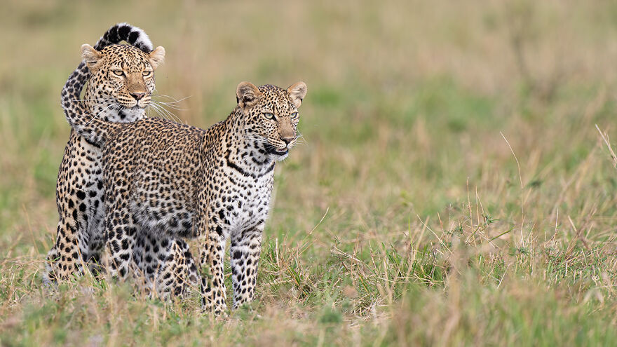 Wildlife: Highly Honored – African Leopards By Ian Mears