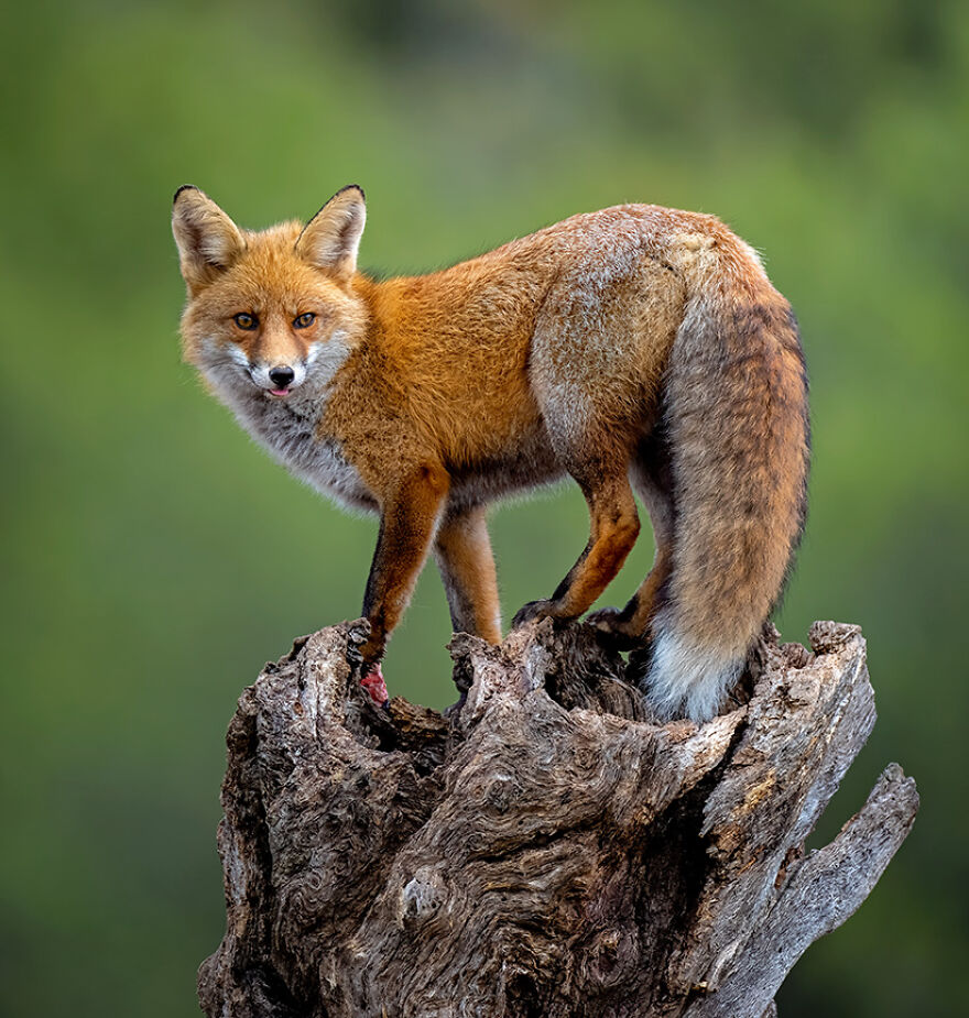 Wildlife: Highly Honored – Red Fox By Yonatan Stern