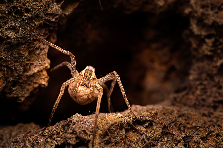 Wildlife: Highly Honored – Crested Crab Spider Guarding Nest By Yong Miao