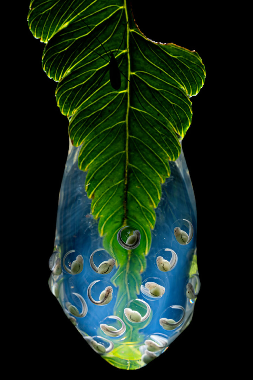 Wildlife: Highly Honored – Wiley’s Glassfrog By Jaime Culebras