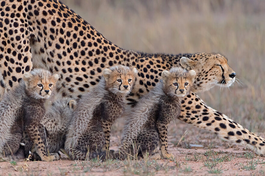 Wildlife: Highly Honored – Cheetah And Cubs By Krishnan Gopala Krishnan