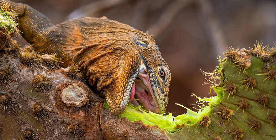 Wildlife: Highly Honored – Galápagos Land Iguana By Marko Dimitrijevic