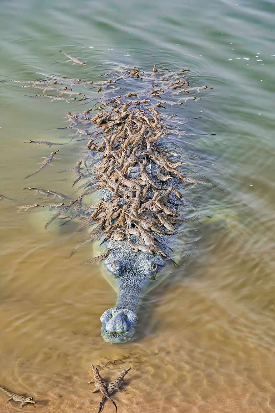 Wildlife: Highly Honored – Gharial And Hatchlings By Santosh Jana