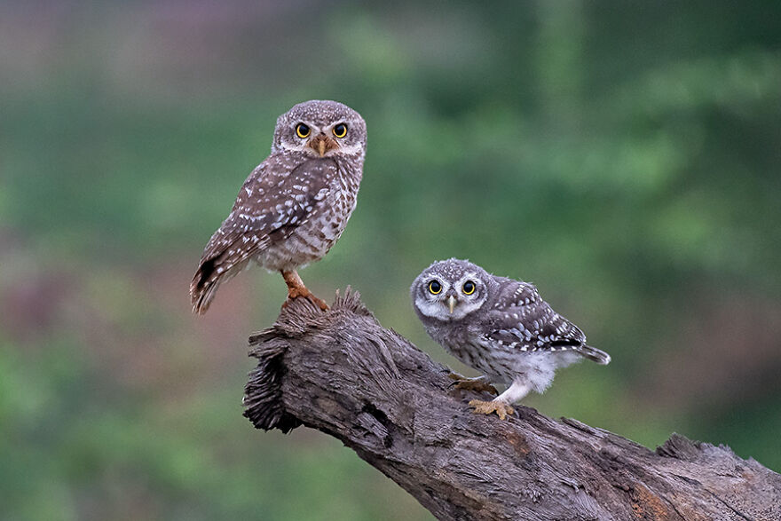Youth: Highly Honored – Spotted Owlets By Anirudh Kamakeri