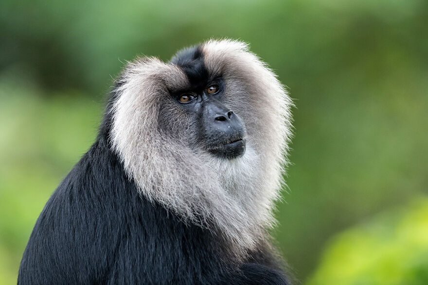 Youth: Highly Honored – Lion-Tailed Macaque By Arshdeep Singh