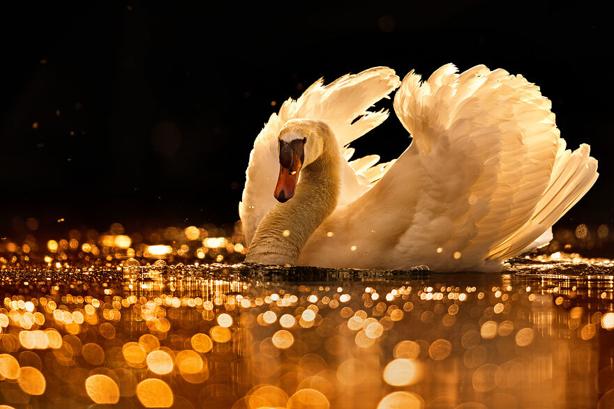 Youth: Highly Honored – Mute Swan By Nicolas Stettler