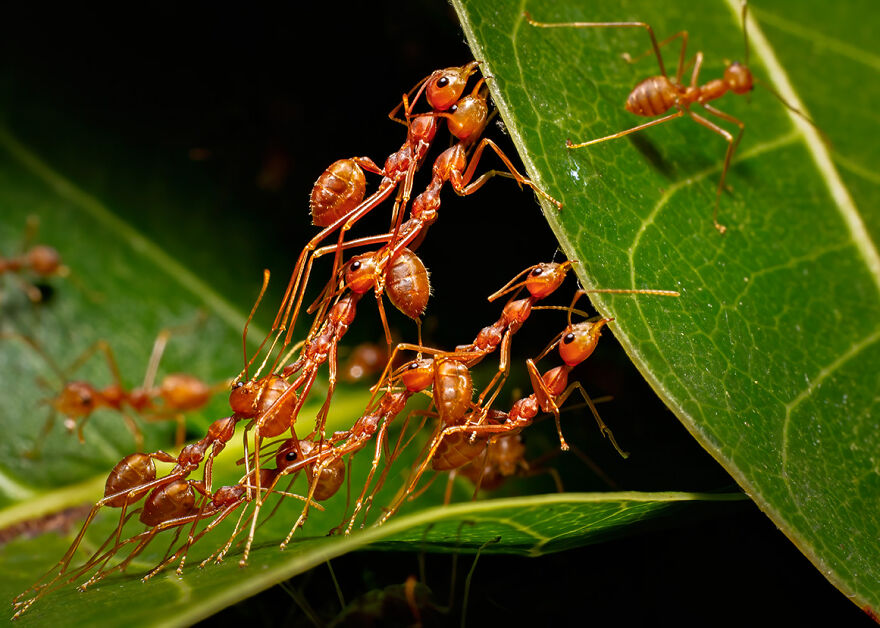Youth: Highly Honored – Weaver Ants By Sudith Rodrigo