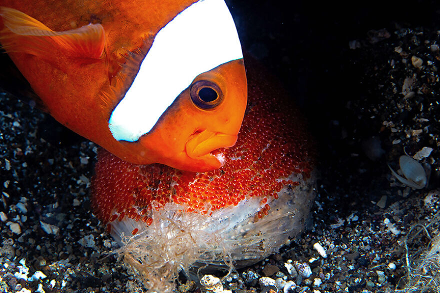 Conservation Story: Highly Honored – Clark's Anemonefish By Laurie V. Slawson