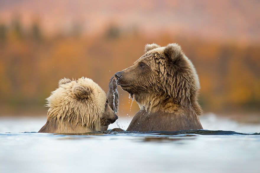 Animal Antics: Highly Honored – Alaskan Brown Bears By Amit Eshel