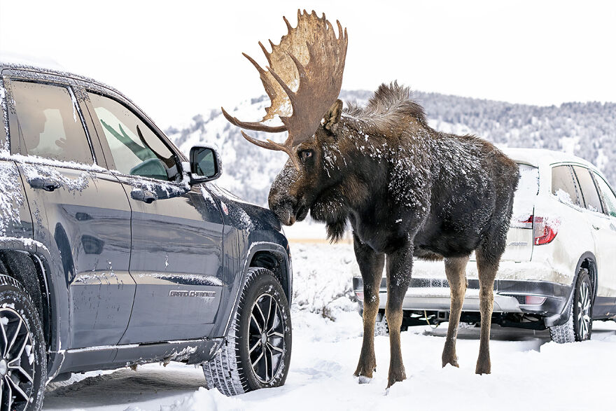 Animal Antics: Highly Honored – Bull Moose By Deena R. Sveinsson