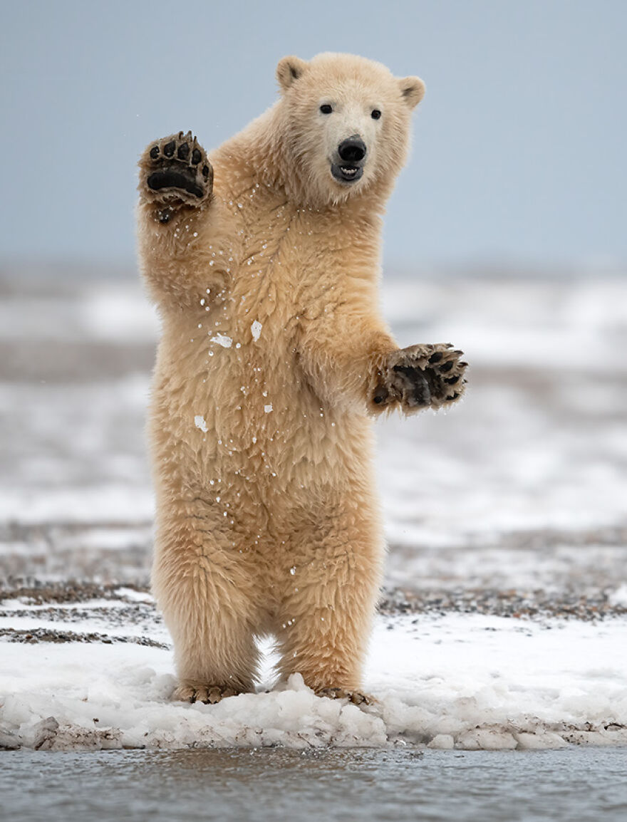 Animal Antics: Highly Honored – Polar Bear Wave By Jennifer R. Bellon