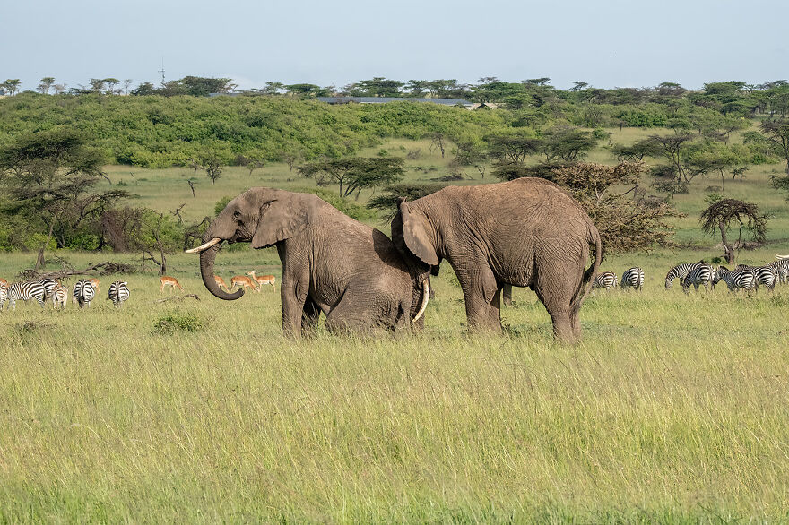 Animal Antics: Highly Honored – African Savanna Elephants By Kathy Karn