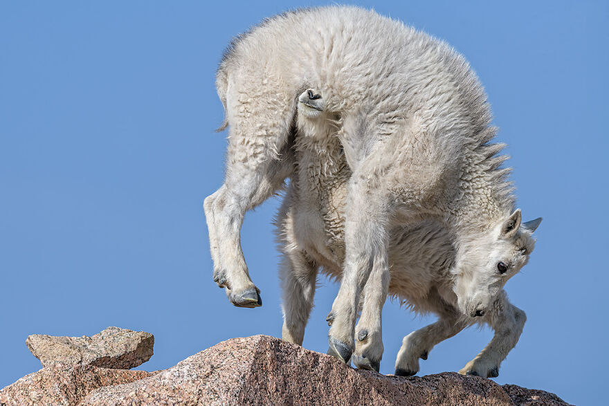 Animal Antics: Highly Honored – Rocky Mountain Goat Kids By Mark Van Liere