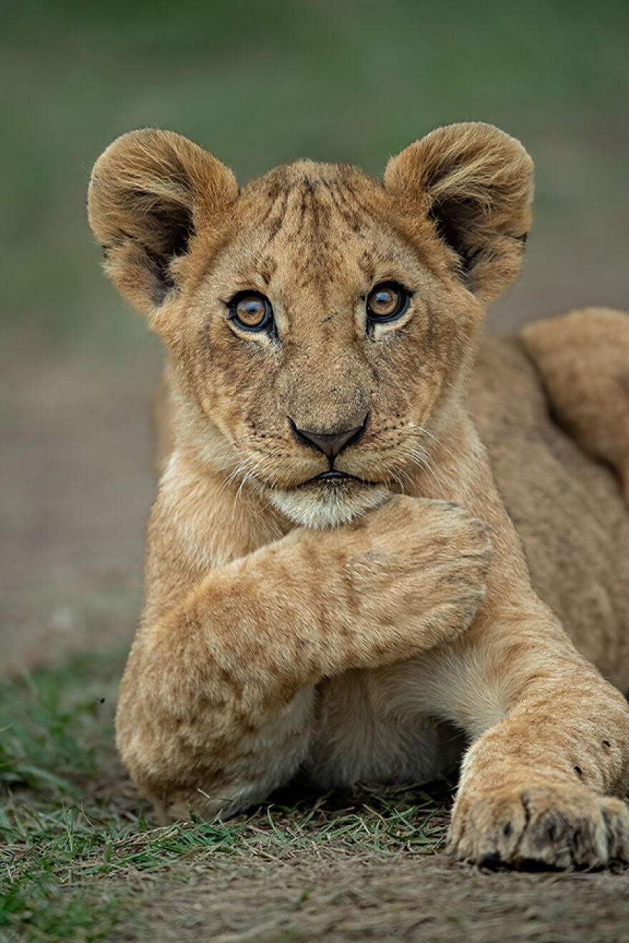 Animal Antics: Highly Honored – African Lion Cub By Nisha Purushothaman
