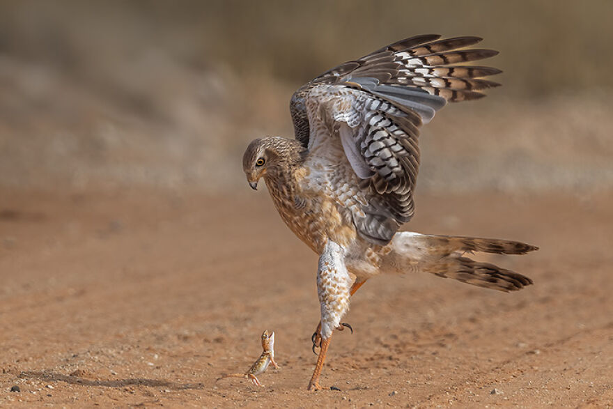 Animal Antics: Highly Honored – Southern Pale Chanting Goshawk And Giant Ground Gecko By Willie Van Schalkwyk