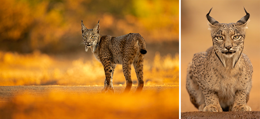 Conservation Story: Winner – Iberian Lynx By Amit Eshel