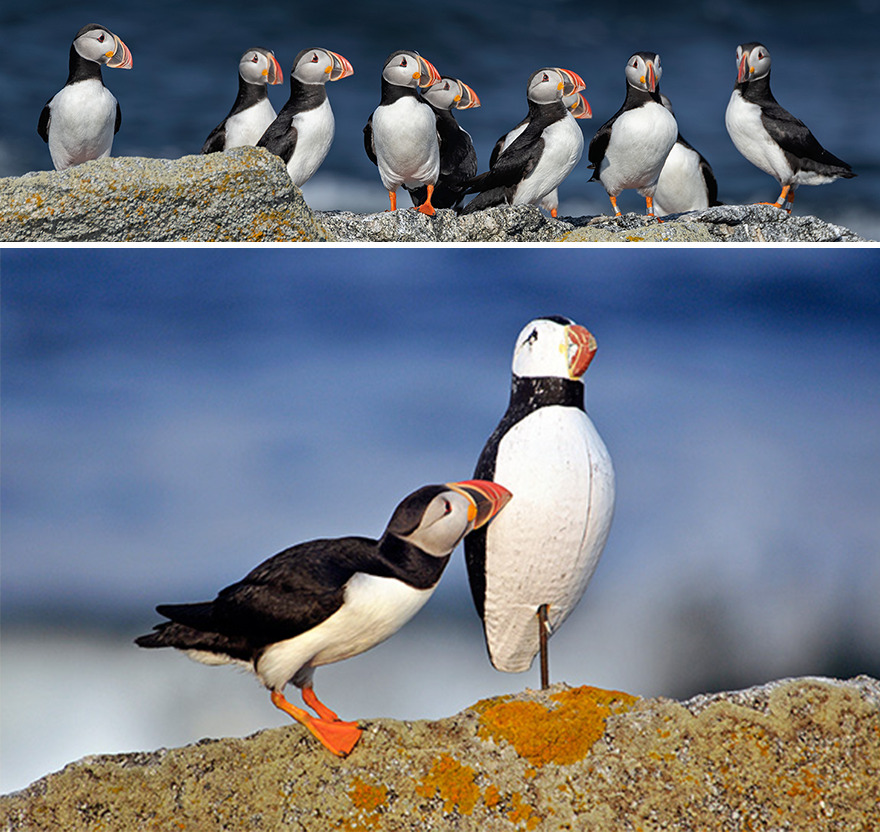 Conservation Story: Highly Honored – Atlantic Puffin By Derrick Z. Jackson