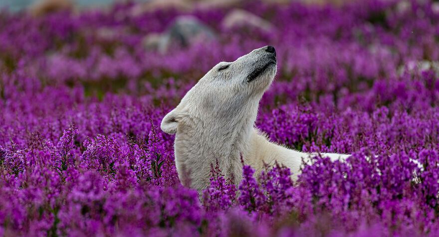 Video | Nature In Motion: Winner – Polar Bears And Beluga Whales By Martin Gregus