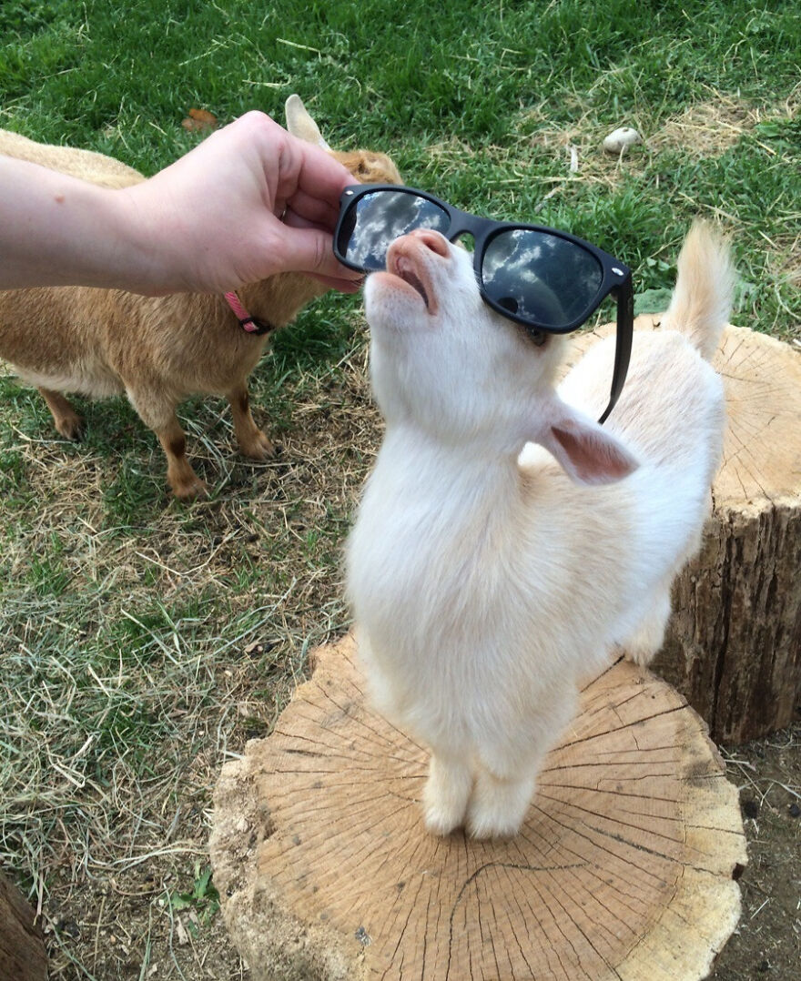 A Goat With Sunglasses Staring At The Sky
