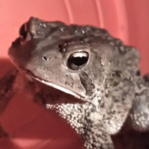 robertdeloryiii avatar