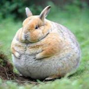 chloehamilton-smith avatar