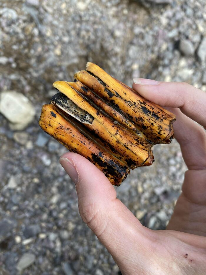 A Friend Found This At A Lake In Glacier National Park, Any Ideas What It Is?
