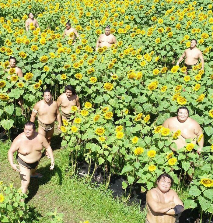 Sumo Wrestlers In Sunflower Field