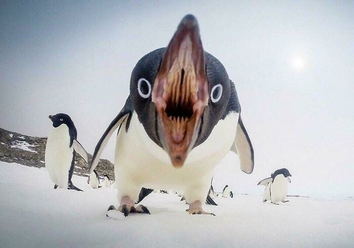 Inside Of A Penguins Mouth