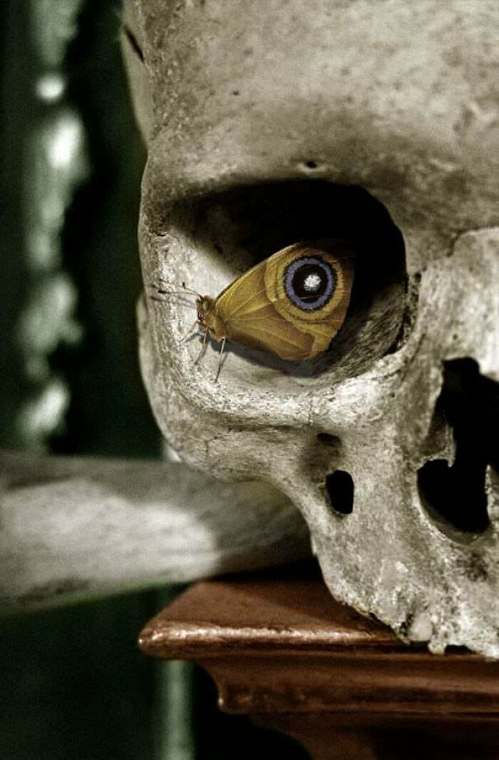 This Butterfly In A Skull Formed An Eye Pattern