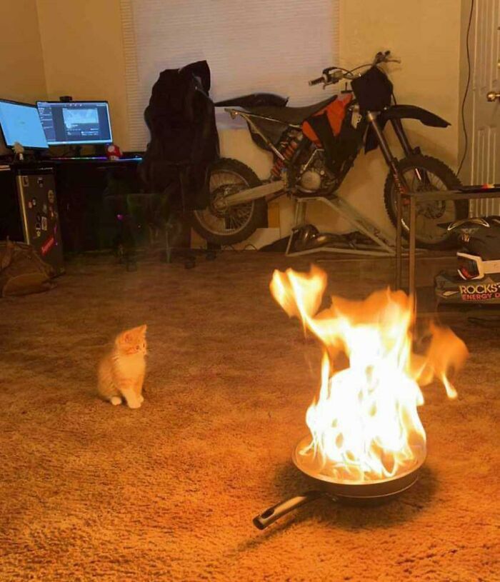 Cats Just Want To Watch The World Burn