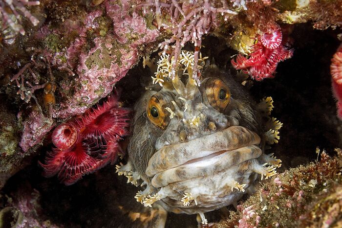 Underwater Life, Honorable Mention: I Live Here By Andrey Romanchenko