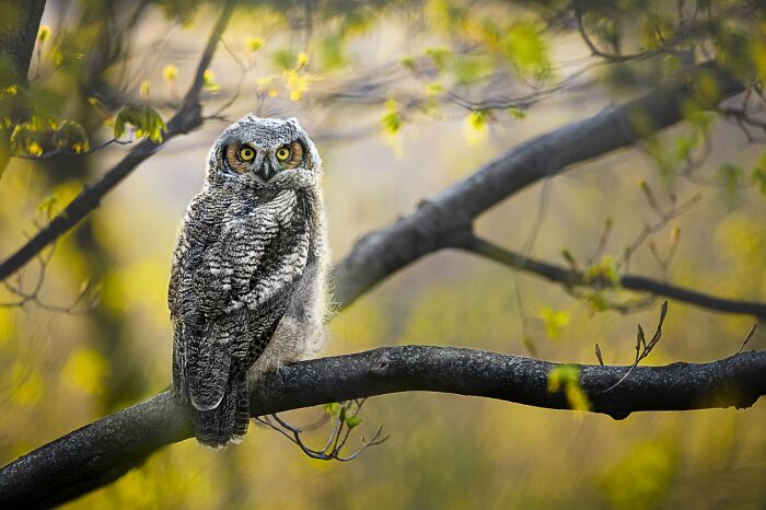 Under 20, 2nd Classified: The Great Horned Owl By Nichole Vijayan