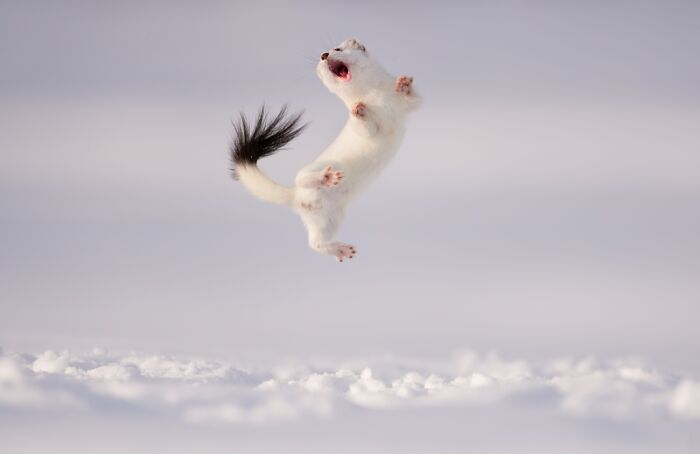 Animals In Their Environment, Honorable Mention: Stoat's Game By Jose Grandío