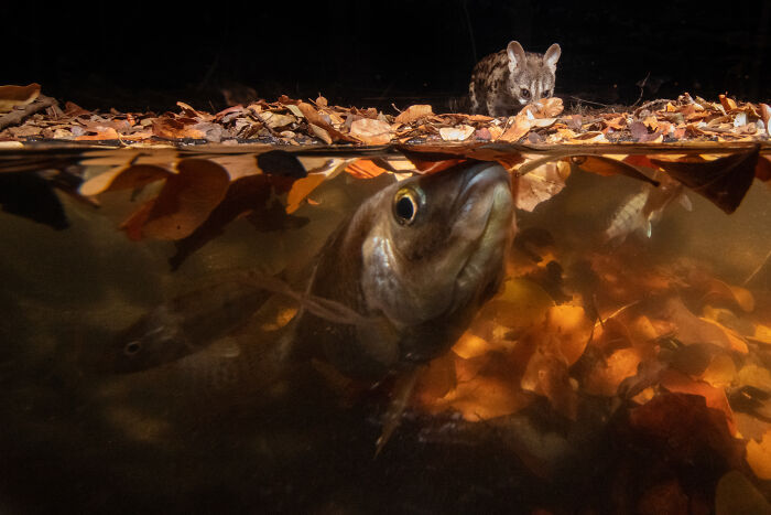 Animals In Their Environment, Honorable Mention: Gone Fishing By Hannes Lochner
